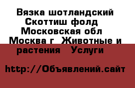 Вязка шотландский Скоттиш-фолд - Московская обл., Москва г. Животные и растения » Услуги   